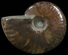 Flashy Red Iridescent Ammonite - Wide #52319-1